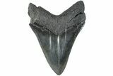 Serrated, Fossil Megalodon Tooth - South Carolina #236063-2